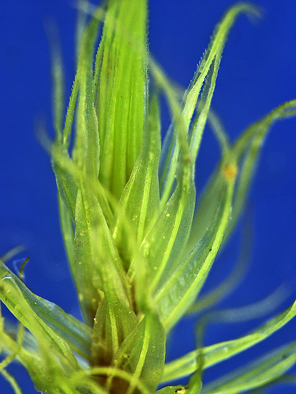 dicranoloma-dicarpum-the-university-of-auckland